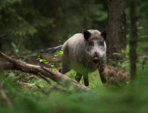 Prävention der Afrikanischen Schweinepest: Land, Kreise und kreisfreie Städte verlängern das ASP-Maßnahmenpaket beim Schwarzwild