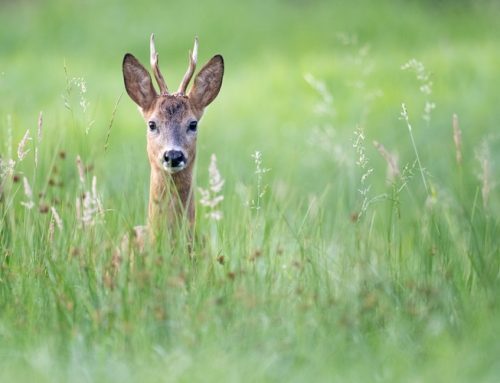 Wildunfallrisiko steigt: Rehwild in der Brunft sorgt für mehr Wildwechsel