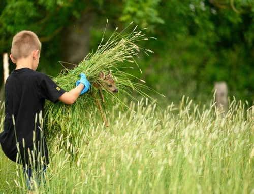 Hälfte des Spendenziels erreicht: Aktion zur Rehkitzrettung auf der Zielgeraden