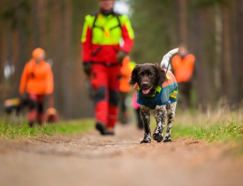 Web-Seminar: Waffenrecht aktuell „Gesellschaftsjagd-Spezial“
