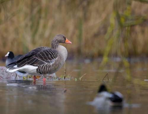 Geflügelpest: Durchführung des aktiven Wildvogelmonitorings 2026