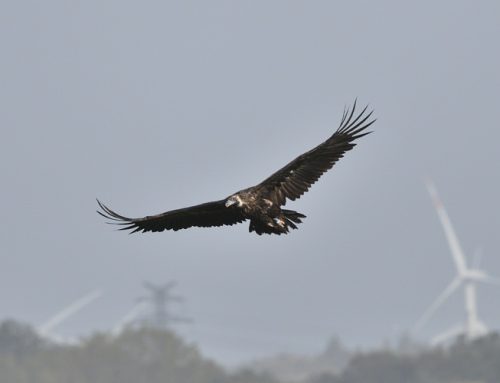 Mönchsgeier in Nordfriesland: Jägerschaft unterstützt seltenen Gast mit Fallwild