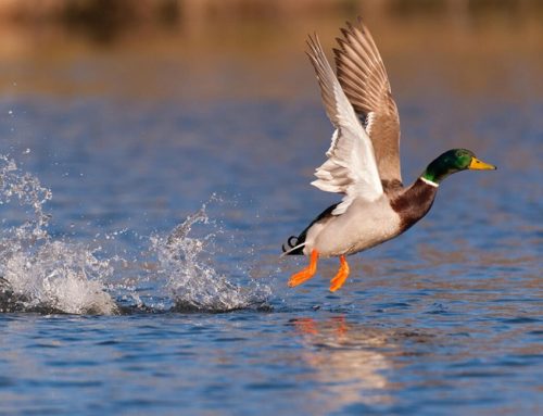 Niederwildhege: Schwingenmonitoring per App