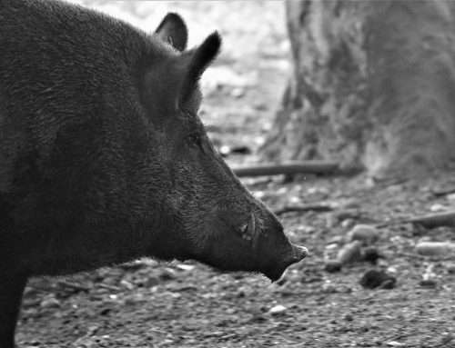 ASP: Aufhebung der Sperrzonen in Mecklenburg-Vorpommern