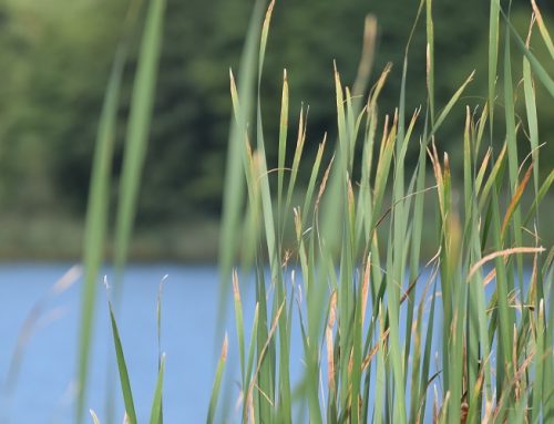 Hundeausbildung: Wasserübungsfläche für Mitglieder