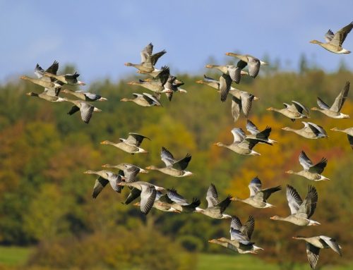 Geflügelpest in Schleswig-Holstein: Jägerschaft kann wichtigen Beitrag leisten