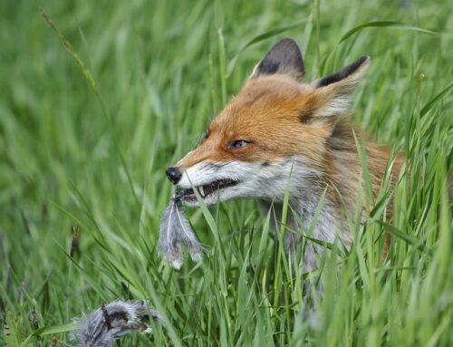 Geflügelpest: Bitte um Untersuchung von Füchsen und anderem Raubwild