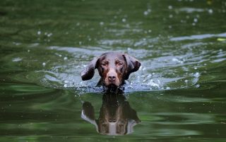 Im Prüfungsjahr 2020 wurden landesweit 456 Hunde auf 73 Prüfungen vorgestellt. (Foto M. Migos)