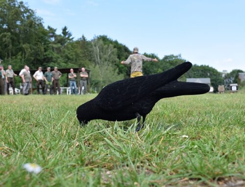 Krähenjagdseminare 2023: Jetzt buchen