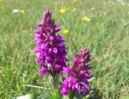 Orchideenblüte im Naturschutzgebiet Barsbeker See