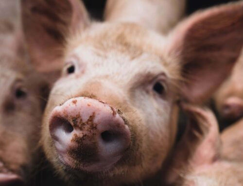 Afrikanischen Schweinepest: Einschleppung verhindern