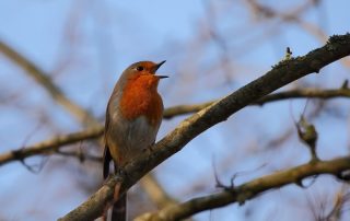 Rotkehlchen (Bild Jan Kieckbusch)