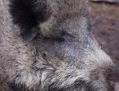 ASP: Aufhebung der Sperrzonen in Mecklenburg-Vorpommern