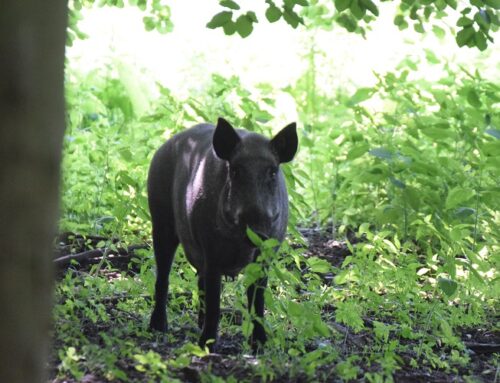 Hessen: Erster Fall von Afrikanischer Schweinepest