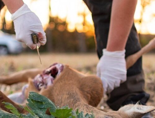 Vom Revier bis zur Ladentheke: Jetzt anmelden zum Wildbrethygiene-Seminar