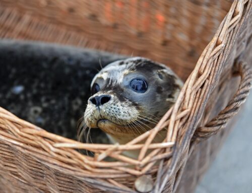 Seehundstation Friedrichskoog: Erster Heuler des Jahres aufgenommen