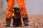 Trotz der Coronapandemie müssen Bewegungsjagden durchgeführt werden (Foto S. Grell)